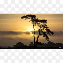 阳光云雾悬崖大树-空若网 阳光云雾悬崖大树-空若网