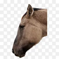 手绘马图片素描-空若网 手绘马图片素描-空若网