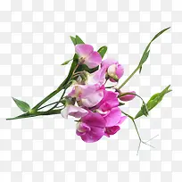 »¨»ÜͼƬ»¨»ÜÍ¼Æ¬ËØ²Ä-¿ÕÈôÍø »¨»ÜͼƬ»¨»ÜÍ¼Æ¬ËØ²Ä-¿ÕÈôÍø