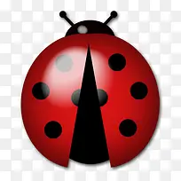 瓢虫-空若网 瓢虫-空若网