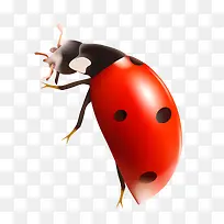 七星瓢虫-空若网 七星瓢虫-空若网