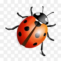 瓢虫-空若网 瓢虫-空若网