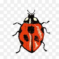 瓢虫-空若网 瓢虫-空若网