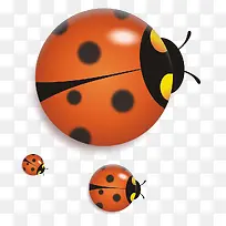 卡通七星瓢虫-空若网 卡通七星瓢虫-空若网