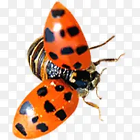 七星瓢虫昆虫虫子-空若网 七星瓢虫昆虫虫子-空若网