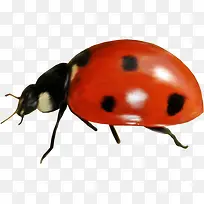 七星瓢虫-空若网 七星瓢虫-空若网