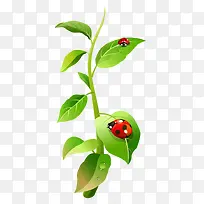 瓢虫-空若网 瓢虫-空若网