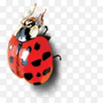 瓢虫-空若网 瓢虫-空若网