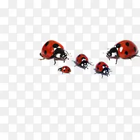 一群瓢虫-空若网 一群瓢虫-空若网