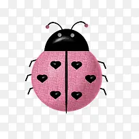 七星瓢虫-空若网 七星瓢虫-空若网