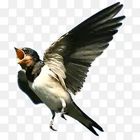 可爱黑色鸟儿设计-空若网 可爱黑色鸟儿设计-空若网