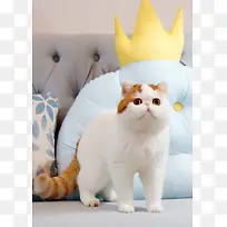 抱枕白色猫咪素材-空若网 抱枕白色猫咪素材-空若网