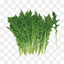 茼蒿图片素材-空若网 茼蒿图片素材-空若网