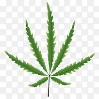 一片树叶-空若网 一片树叶-空若网