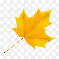 一片树叶-空若网 一片树叶-空若网