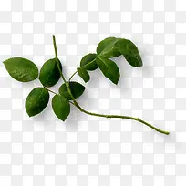 设计卡通植物树叶树枝-空若网 设计卡通植物树叶树枝-空若网