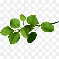 卡通夏日植物树叶树枝-空若网 卡通夏日植物树叶树枝-空若网