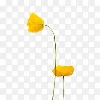 ��ɫ�ɰ��ֻ�С��-������