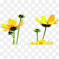 可爱黄色手绘小花-空若网 可爱黄色手绘小花-空若网