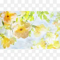 黄色可爱小花清新-空若网 黄色可爱小花清新-空若网