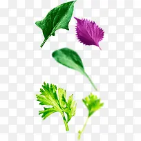 手绘紫色叶子蔬菜-空若网 手绘紫色叶子蔬菜-空若网