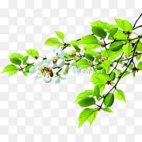 ���պ���ֲ�ﻨ���������-������