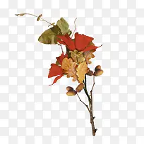 秋天黄色叶子树枝-空若网 秋天黄色叶子树枝-空若网