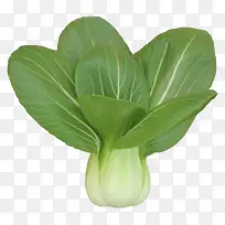 绿色油菜-空若网 绿色油菜-空若网