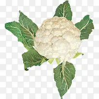 蔬菜-空若网 蔬菜-空若网