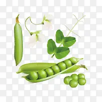 豌豆-空若网 豌豆-空若网