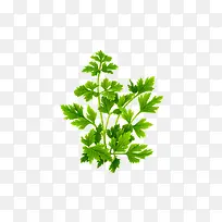 蔬菜-空若网 蔬菜-空若网