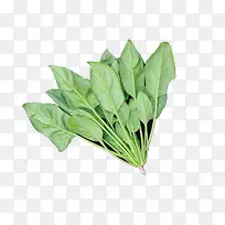 绿色蔬菜-空若网 绿色蔬菜-空若网