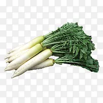 蔬菜萝卜-空若网 蔬菜萝卜-空若网
