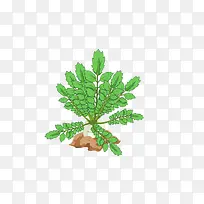 萝卜-空若网 萝卜-空若网