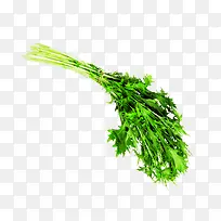 ��ɫ�����߲������۲�-������