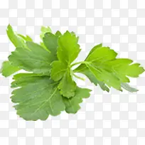 绿色新鲜食材蔬菜-空若网 绿色新鲜食材蔬菜-空若网