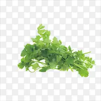 绿色环保香菜蔬菜-空若网 绿色环保香菜蔬菜-空若网