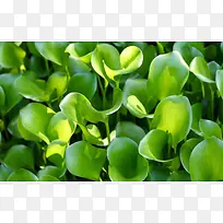 卷曲绿色蔬菜天然-空若网 卷曲绿色蔬菜天然-空若网