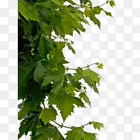 蔬菜枝绿色叶子-空若网 蔬菜枝绿色叶子-空若网