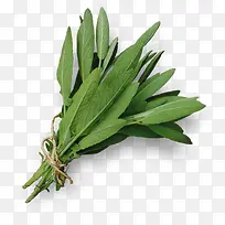 ��ɫ�߲��߲�Ҷ��-������