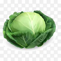 包菜-空若网 包菜-空若网