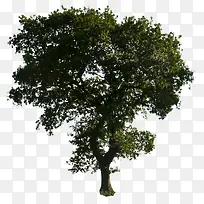 绿色树png素材-空若网 绿色树png素材-空若网