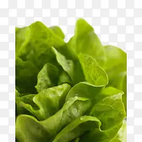 �߲�Ҷ��-������