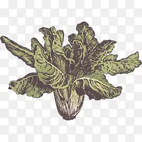 手绘老白菜-空若网 手绘老白菜-空若网