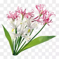 兰花切花-空若网 兰花切花-空若网
