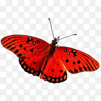 ��׺ڵ����-������