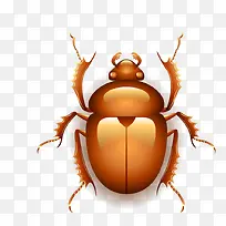 埃及昆虫-空若网 埃及昆虫-空若网