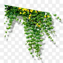 植物-空若网 植物-空若网