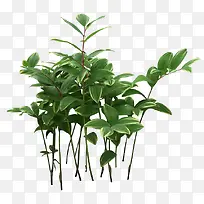 ÂÌÉ« Ö²Îï ²Ý Ê÷-¿ÕÈôÍø ÂÌÉ« Ö²Îï ²Ý Ê÷-¿ÕÈôÍø