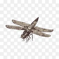 手绘蜻蜓免扣素材-空若网 手绘蜻蜓免扣素材-空若网